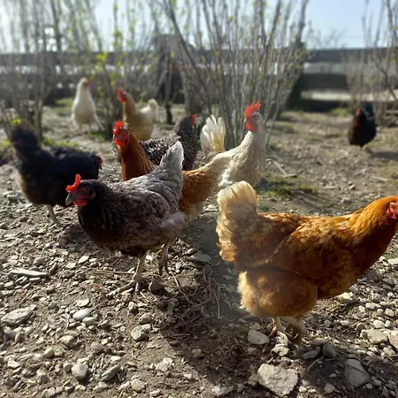 Lägenhet Steurer Hof Liebenfels