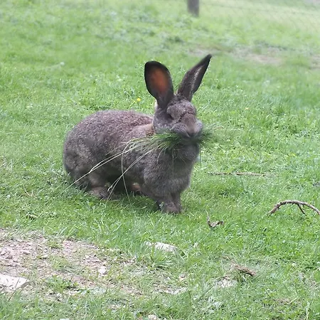 דירה Steurer Hof Liebenfels