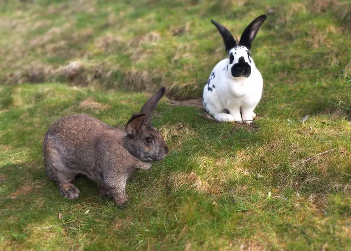 Steurer Hof Lägenhet Liebenfels