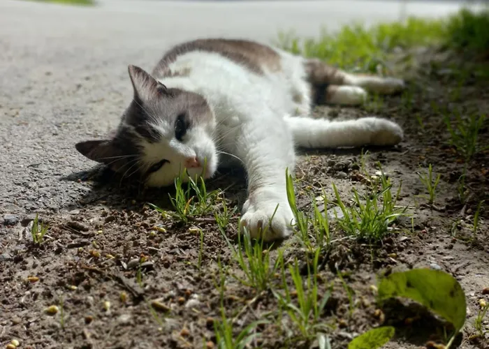 Steurer Hof Liebenfels