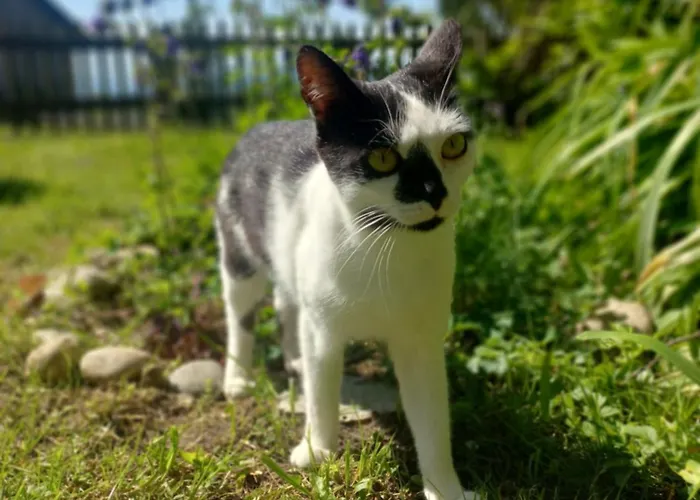 Steurer Hof Apartament