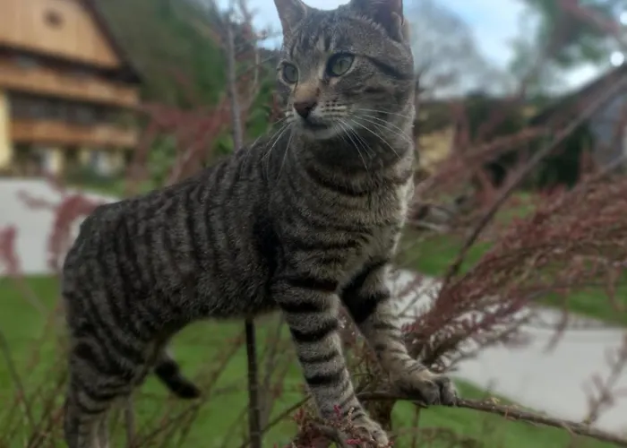 Apartament Steurer Hof