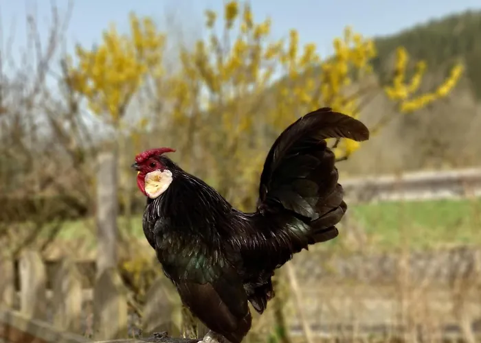 Steurer Hof Appartement *