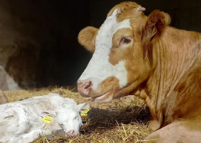 Lägenhet Steurer Hof *