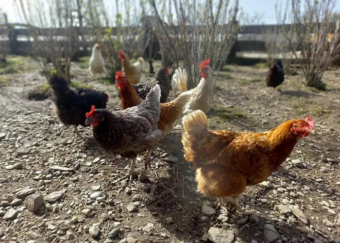 Apartament Steurer Hof Liebenfels