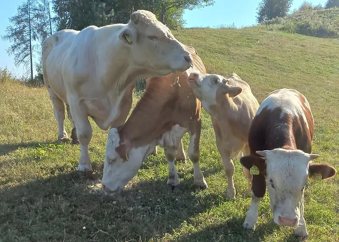 Steurer Hof Apartament *