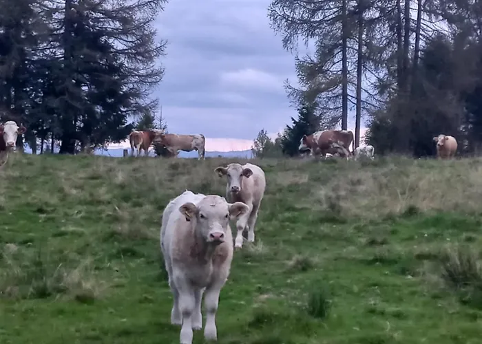 Steurer Hof Lägenhet Liebenfels