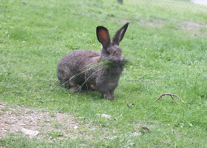 Appartement Steurer Hof Liebenfels